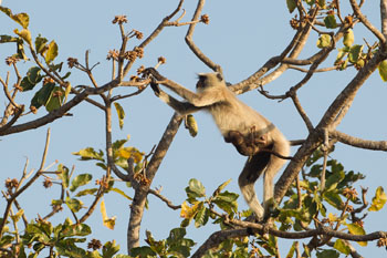 langur
